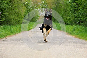 A black german shepherd is running on an empty street