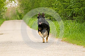 A black german shepherd is running on an empty street