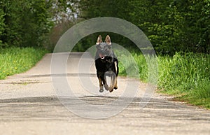 A black german shepherd is running on an empty street