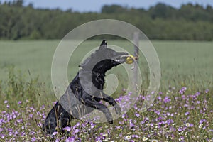 Black german shepherd is running on a field with blossoming meadow