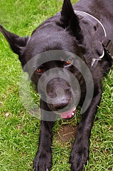 Black german shepherd up close