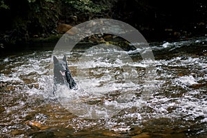 Black german shepherd in wild river