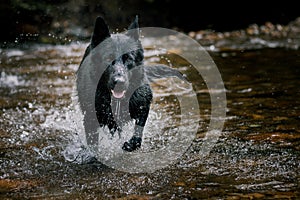 Black german shepherd in wild river