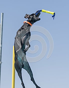 Black German Short Hair Pointer about to catch a toy