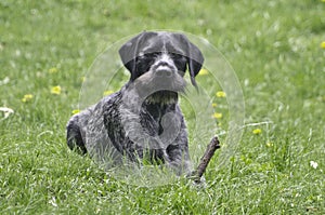Black German Wirehaired Pointer Drahthaar