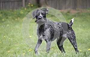 Black German Wirehaired Pointer Drahthaar photo