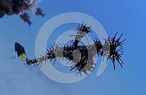 Black Ghost Pipe Fish imitating crinoid, Sogod Bay, Padre Burgos, Leyte, Philippines, Asia