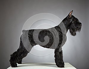 Black Giant Schnauzer dog