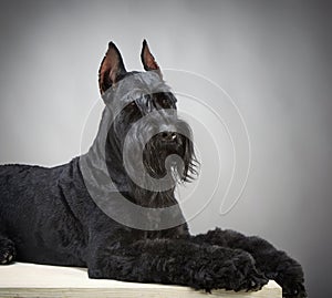 Black Giant Schnauzer dog