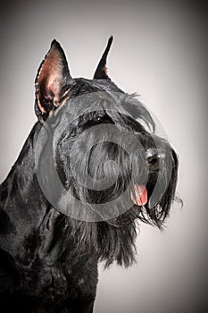 Black Giant Schnauzer dog