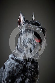 Black Giant Schnauzer dog