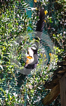 Black Giant Sguirrel