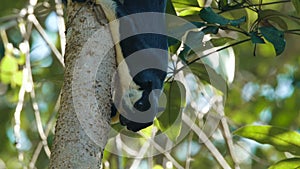 Black giant squirrel hanging down a tree