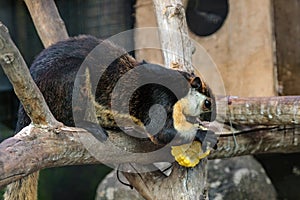 Black giant squirrel on tree