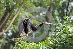 Black gibbon