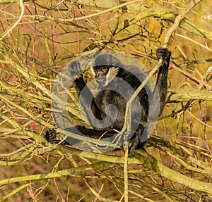 Black gibbon monkey on a tree