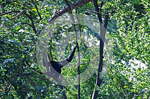 Black gibbon sitting on the tree branch in the tropical jungle