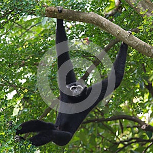 Black Gibbon(White-Cheeked Gibbon)