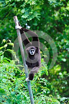 Black Gibbon in zoo