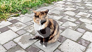 Black ginger cat sits on the sidewalk and turns its head