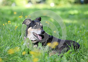 Black and ginger mongrel dog lying on green grass
