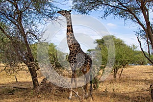 Black giraffe eating from an acacia on a pathway in the savanna of Tarangire National Park, in Tanzania