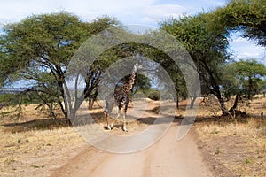 Black giraffe walking and crossing a pathway between acacias in the savanna of Tarangire National Park, in Tanzania