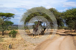 Black giraffe walking and crossing a pathway between acacias in the savanna of Tarangire National Park, in Tanzania