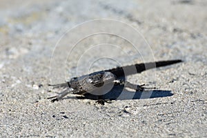 Black Girdled Lizard On Concrete Cordylus niger