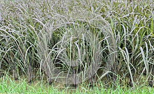 Black Glutinous rice plantation