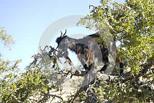 Black goat in Argan tree