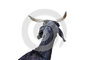 Black goat back with horn isolated on white background , clippingpath