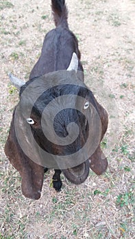 Black goat