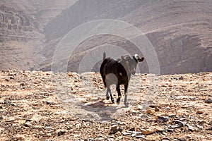 Black goat buck with horns and yellow eyes, waking on a stony ground with rocky barren mountains in the background