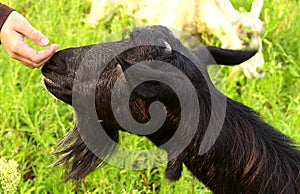 Black Goat and Child's Hand touching nose