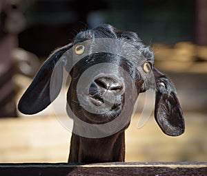 Black goat closeup