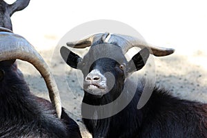 Black goat photo