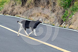 A black goat crosses a road