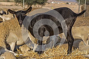 Black goat, farm animal photo