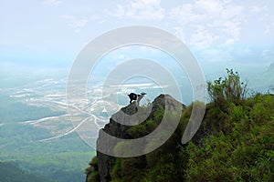 Black Goat on the hill