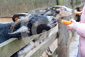 A black goat with horns peeps out from behind a fence. The animal outdoors looks at the camera. Children feed the goat