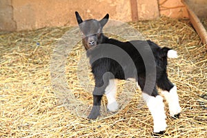 Black goat kid