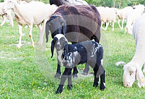 A Black goat and kid grazes in the meadow