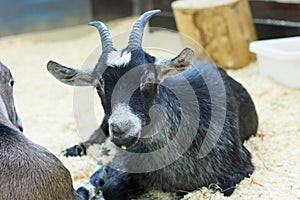 Black goat portrait close-up. Black-gray goat, Domestic goat. dairy farm, animal husbandry. cute wild animal, male goat