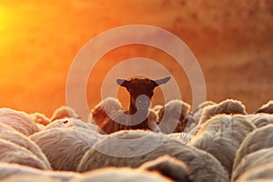 Black goat ram with sheep herd