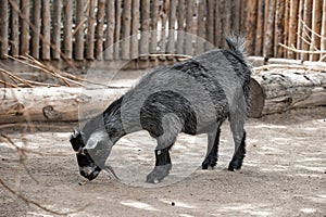 Black goat at San Diego Safari Park