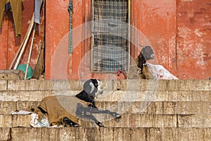 A black goat sitting on the steps of Assi Ghat, Varanasi, India.