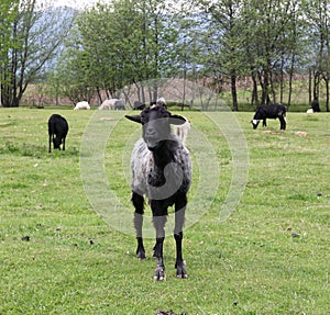 Black goat standing on a green field