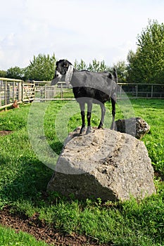 Black goat standing on rock