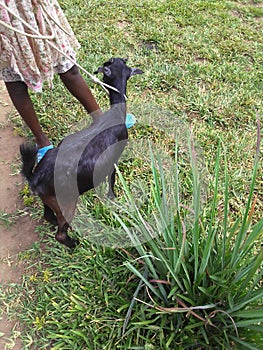 A black goat in uganda grazing while supervised